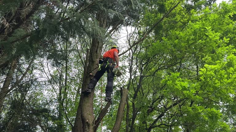 Best Lot and Land Clearing  in Fountainhead Orchard Hills, MD