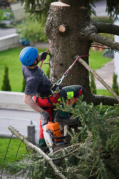 Best Firewood Processing and Delivery  in Fountainhead Orchard Hills, MD