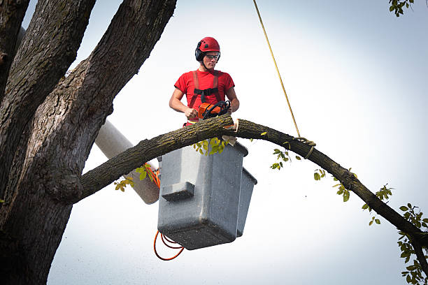 Best Utility Line Clearance  in Fountainhead Orchard Hills, MD